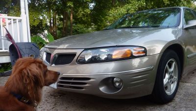 Headlamp, Fender, Fog Light Restoration with old Fender in background
Also Foxtrot sitting patiently
